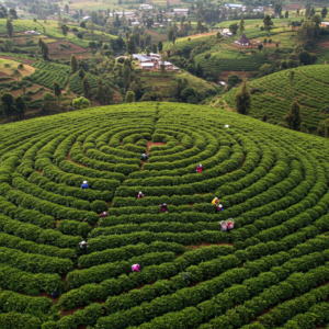 Ethiopia – Natural Arabica Heirloom