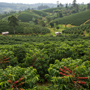 Natural Robusta – Kenya